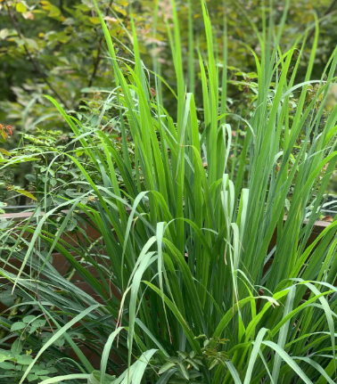 香茅草驱赶苍蝇